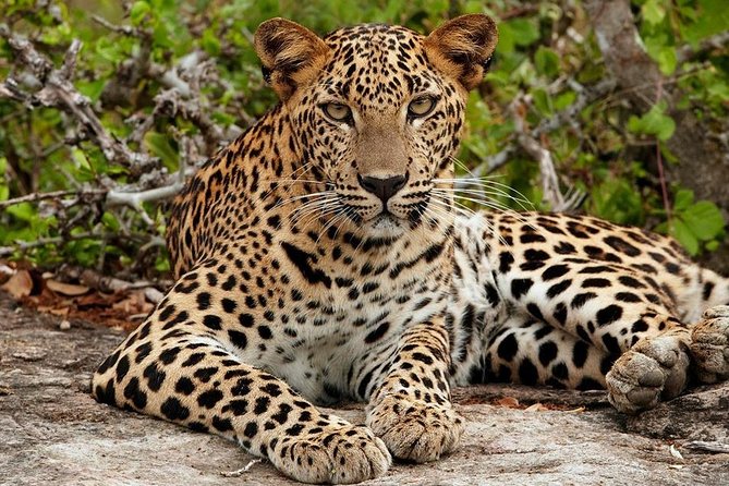 Shore Excursion Hambantota Port to Yala Safari and Come back(All Inclusive) - What the $145 Price Covers