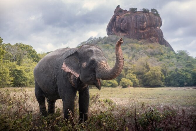 Sigiriya and Dambulla Cave Temple Private Day Trip From Bentota - Reading Sigiriya beyond the summit view