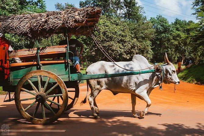 Sigiriya and Dambulla Private Full-Day Guided Tour - Who should book this private day tour?