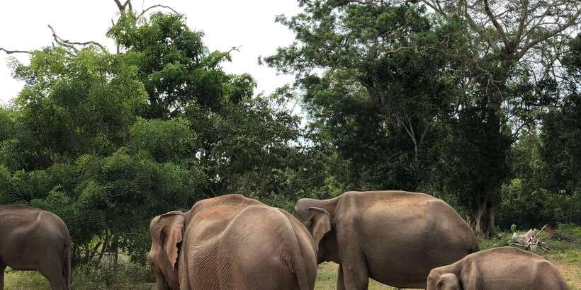Sigiriya and Dambulla Private Full-Day Tour - Should you book Sigiriya and Dambulla in one day?