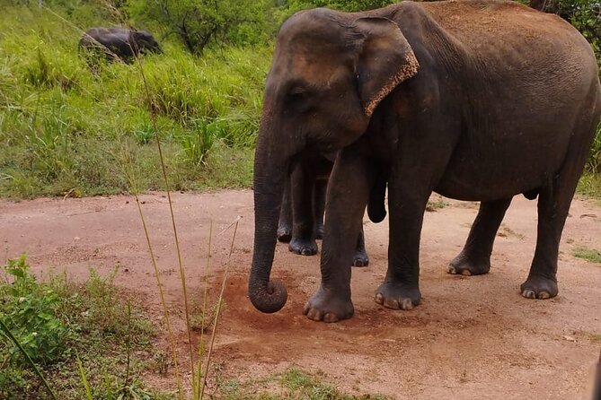 Sigiriya, Dambulla and Minneriya National Park Private Tour In - Sigiriya’s 1,200 steps and the palace at the top