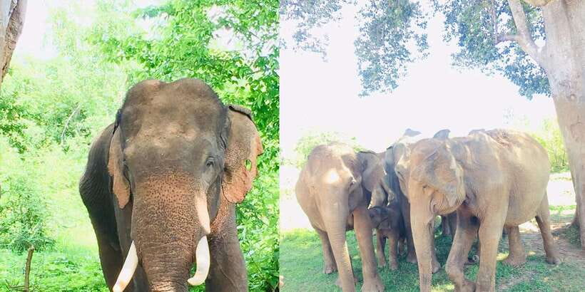 Sigiriya, Dambulla, and Village Safari Day Tour from Negombo - What the $90 price really covers