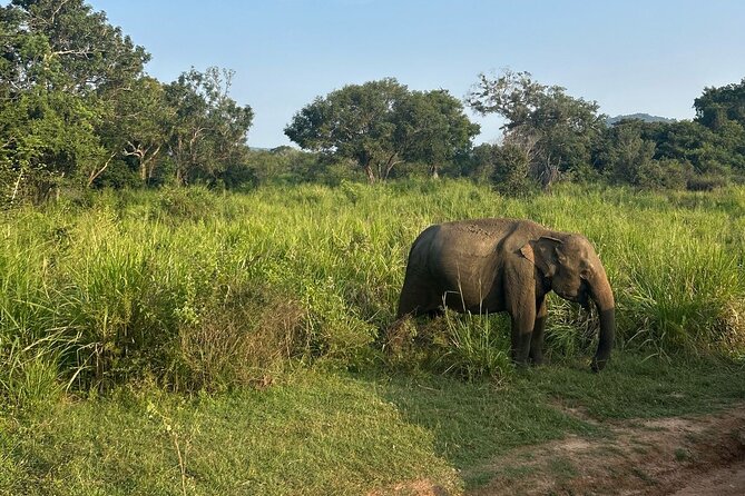 Sigiriya Dambulla Wonders Day Trip from Kandy - What the private format means for value