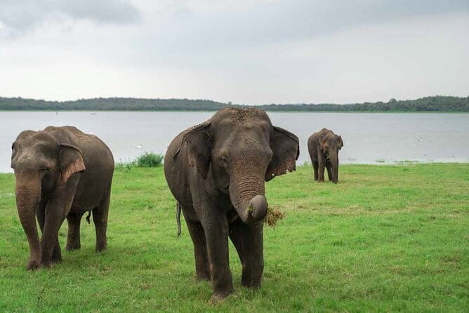 Sigiriya Hike & Minneriya Safari Private Full Day Tour - What the private setup changes