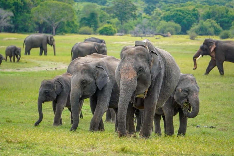 Sigiriya Lion Rock Hike & Minneriya National Park Safari - Key points at a glance