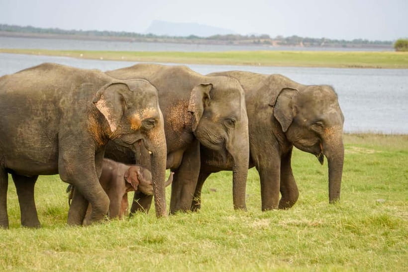 Sigiriya Lion Rock Hike & Minneriya National Park Safari - Why this pairing works so well