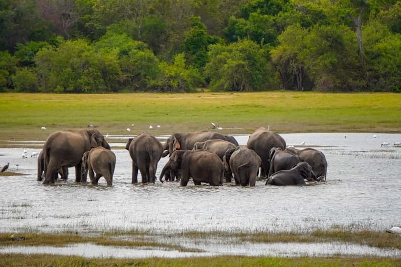 Sigiriya Lion Rock Hike & Minneriya National Park Safari - A lunch break with room for local flavor