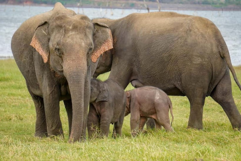 Sigiriya Lion Rock Hike & Minneriya National Park Safari - Three to four hours in an open-top safari jeep