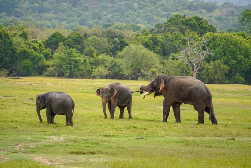 Sigiriya Lion Rock Hike & Minneriya National Park Safari - Starting at Sigiriya before the heat builds