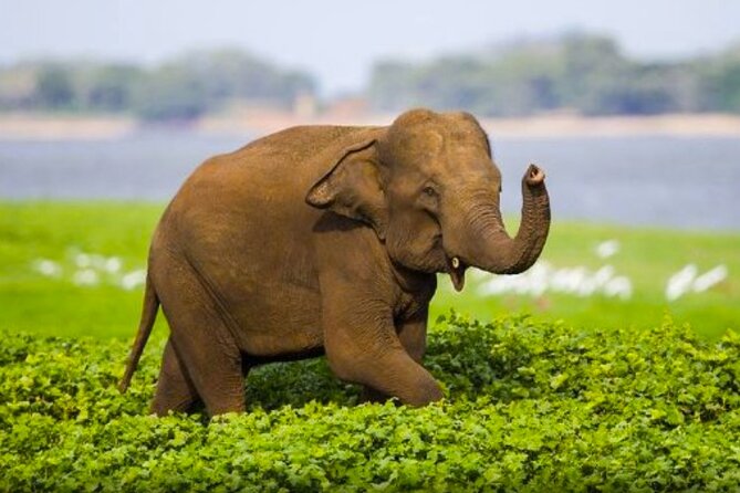 Sigiriya Rock & Cave Temple with Jeep Safari Private Day Trip - Key points to know before booking
