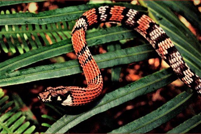 Sinharaja Rain Forest Guided Day Tour - Why Sinharaja deserves a full morning