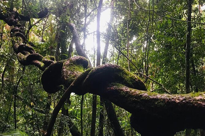 Sinharaja Rain Forest Guided Day Tour - A homemade Sri Lankan lunch in the forest