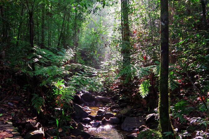 Sinharaja Rain Forest Guided Day Tour - Is $29.90 good value?