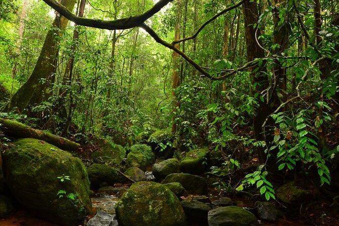 Sinharaja Rain Forest Guided Day Tour - Who will enjoy this walk most?