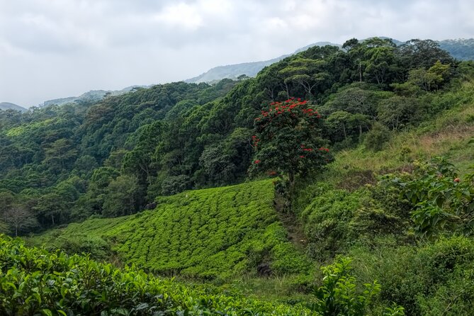 Sinharaja Rain Forest Guided Day Tour - Walking through Sri Lanka’s primary rainforest
