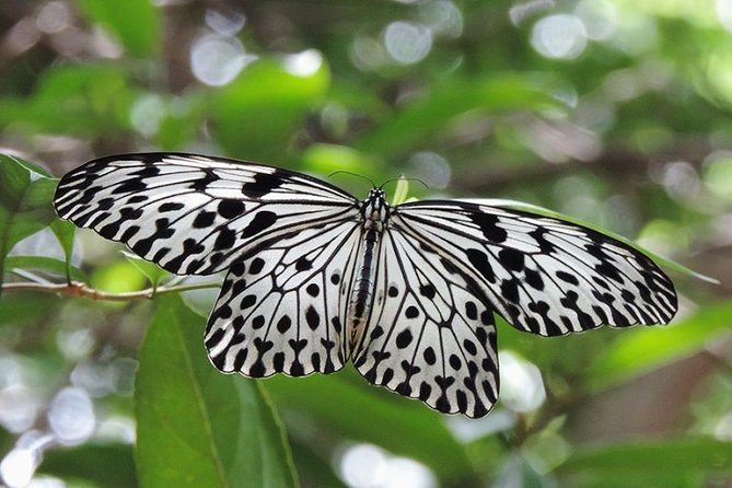 Sinharaja Rain Forest Tours (Full Day) - Key points at a glance