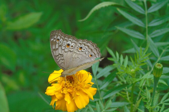 Sinharaja Rain Forest Tours (Full Day) - Meeting in Deniyaya and entering the forest