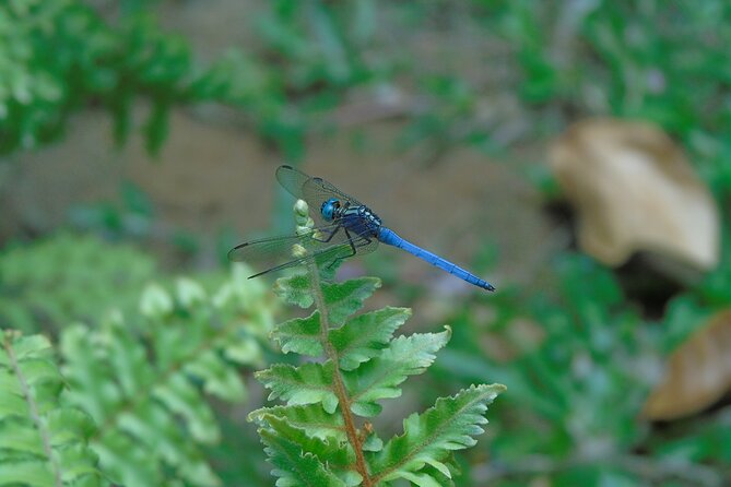 Sinharaja Rain Forest Tours (Full Day) - Kakunalla and Pathanoya falls