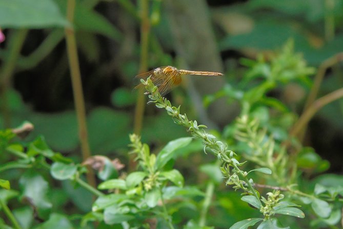 Sinharaja Rain Forest Tours (Full Day) - Natural fish therapy and lunch in the forest