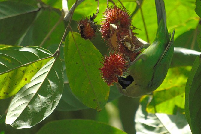 Sinharaja Rain Forest Tours (Full Day) - What the $30 price means