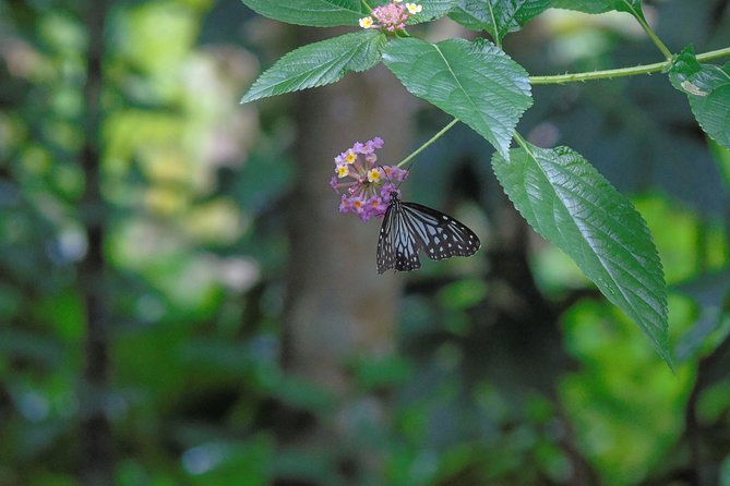 Sinharaja Rain Forest Tours (Full Day) - Is this tour right for you?