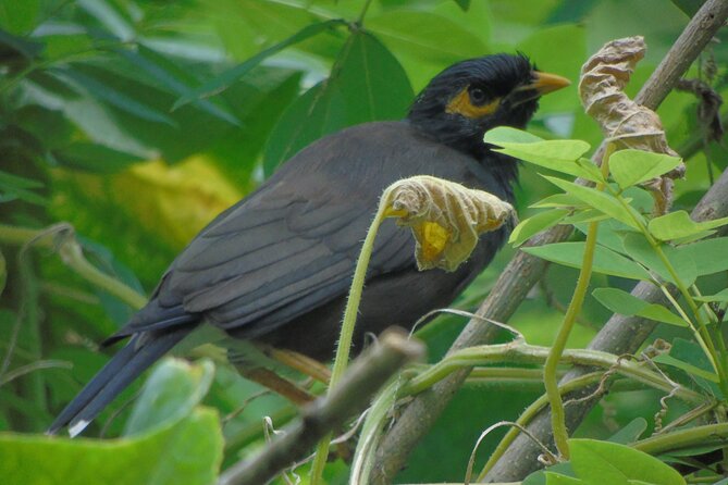 Sinharaja Rain Forest Tours (Full Day) - A serious rainforest walk, not a casual stroll