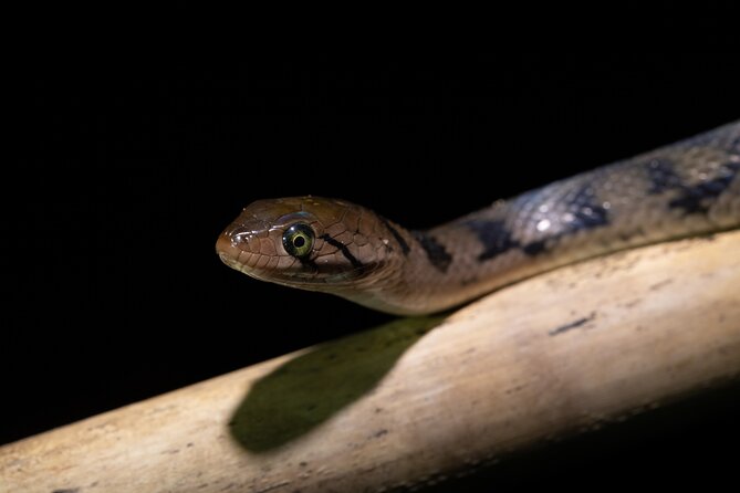 Sinharaja Rainforest Day Tour By Rainforest Expedition - Starting at Mederipitiya and reaching the forest