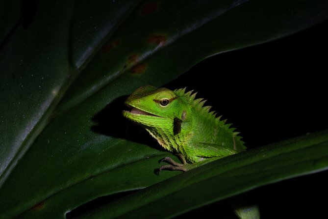 Sinharaja Rainforest Day Tour By Rainforest Expedition - Lunch, snacks, water, and useful rainforest gear