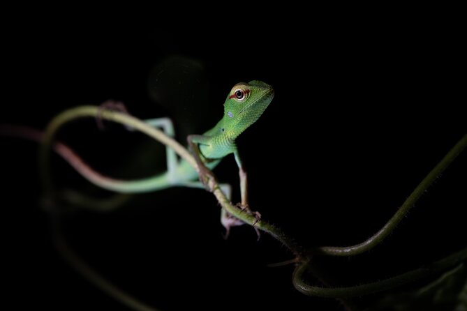 Sinharaja Rainforest Day Tour By Rainforest Expedition - Why the private format can be worth the price
