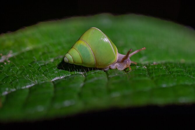 Sinharaja Rainforest Day Tour By Rainforest Expedition - Walking Sinharaja with a private naturalist
