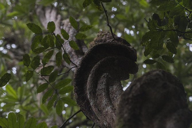 Sinharaja' rainforest - Discovery Tour (half day) - Leeches, rain, and the gear that makes the walk easier