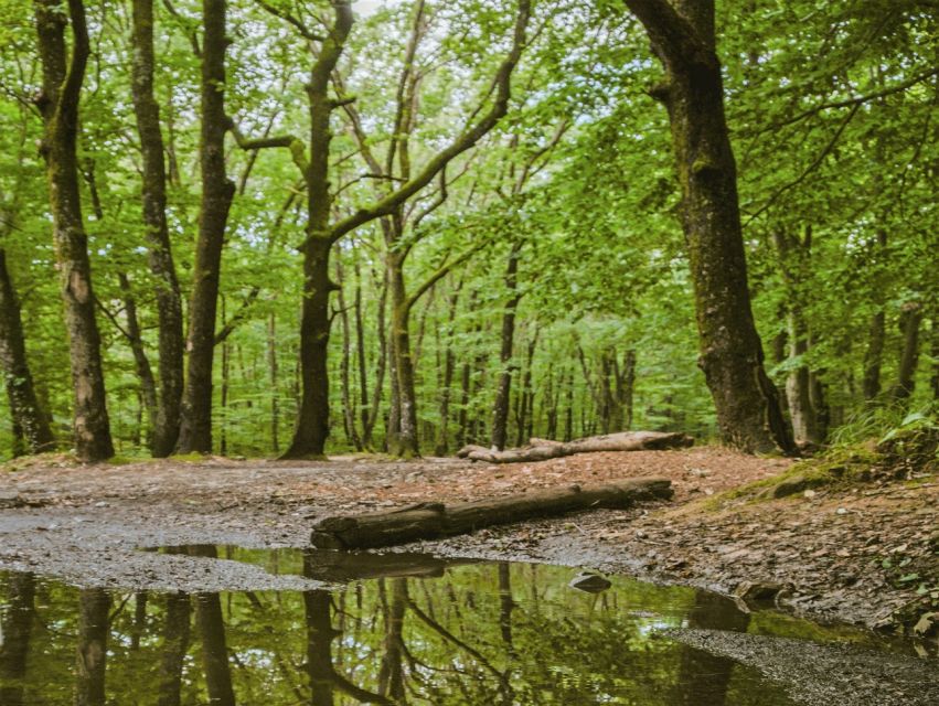Sinharaja Rainforest Private & Customize Tour - Should you book the Sinharaja private tour?