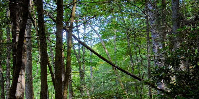 Sinharaja Rainforest Private & Customize Tour - Walking through a UNESCO rainforest