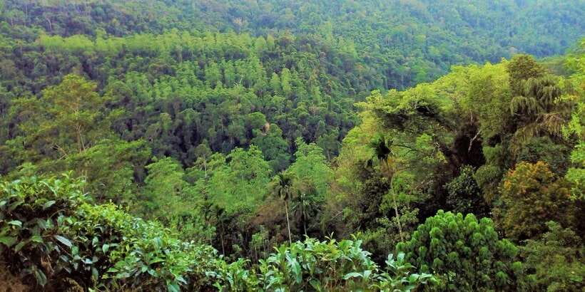 Sinharaja Rainforest Private & Customize Tour - What the $110 price covers