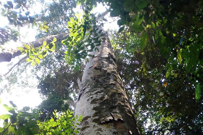 Sinharaja Rainforest Tour - Walking inside Sinharaja Forest Reserve