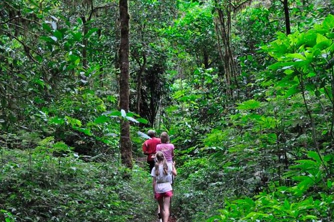 Sinharaja Rainforest Trekking Private Day Trip with Local Lunch - Why Sinharaja is worth the long ride