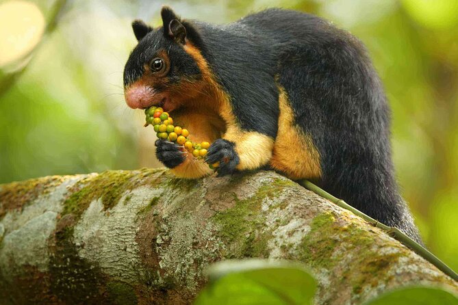 Sinharaja Rainforest Trekking Private Day Trip with Local Lunch - The waterfall is the day’s clearest visual payoff