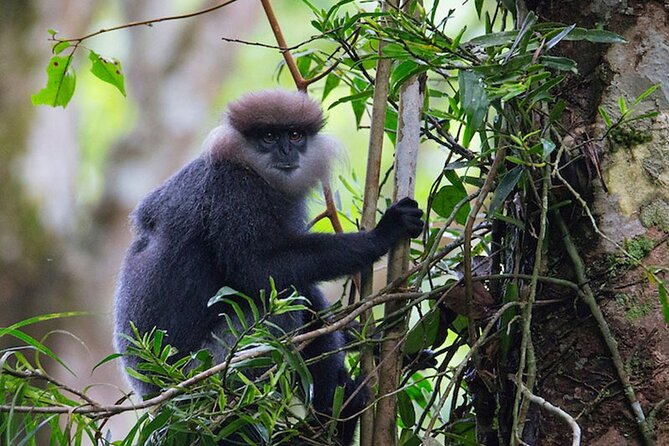 Sinharaja Rainforest Trekking Private Day Trip with Local Lunch - Practical details before you book