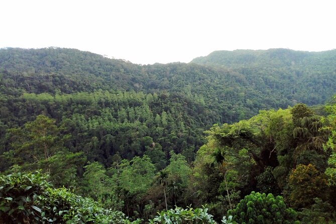 Sinharaja Rainforest & Udawalawe Safari - 2 Days, All Inclusive - Who will get the most from this trip