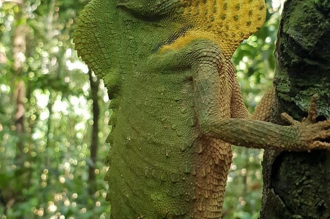 Sinharaja Short tour with 5 waterfalls tour or Adventure tour - Leeches, rain, and what to wear