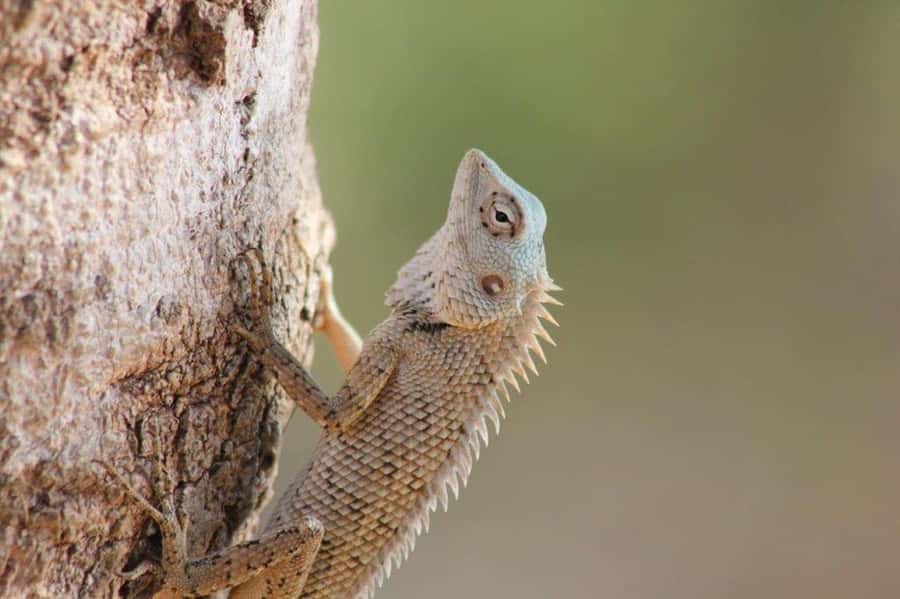 SKIP THE LINE - YALA SAFARI TOUR - Incl. ENTRY TICKETS - Comfort, limits, and practical concerns