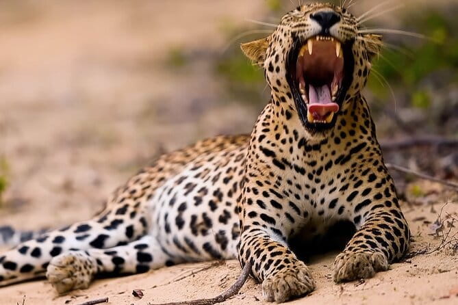 Small Group Hambantota City Tour - What the $55 price includes