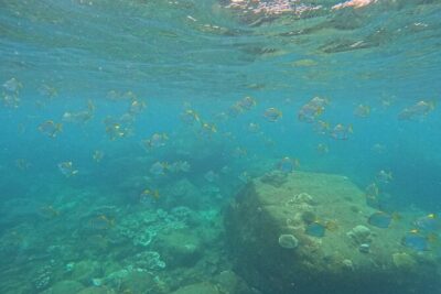 Snorkeling at Angel Rock
