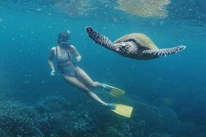 Snorkeling at Pigeon Island - Three hours among coral and reef fish