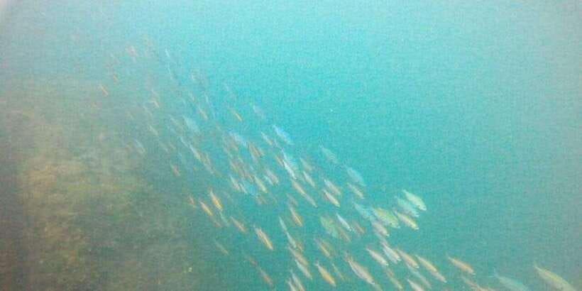 Snorkeling in Hikkaduwa - The no-boat point is important