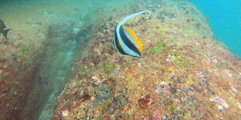 Snorkeling in Hikkaduwa - Season, expectations, and responsible snorkeling