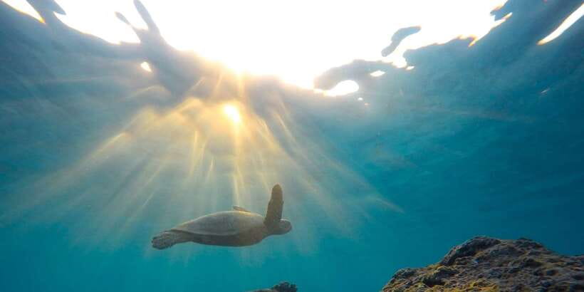 Snorkeling in Hikkaduwa - The first lesson: getting comfortable with mask and snorkel