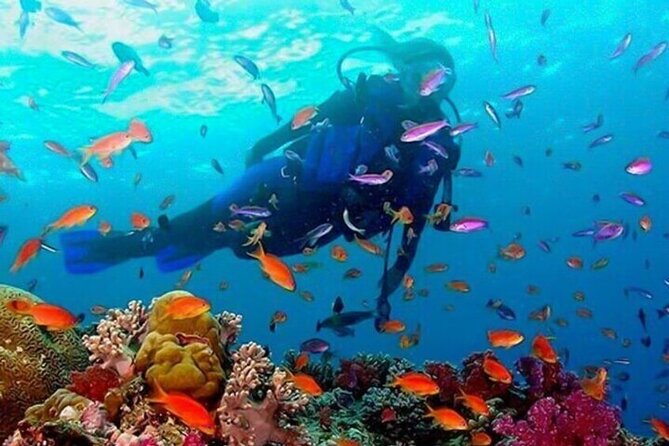 Snorkeling in Trincomalee - What the two-hour Trincomalee outing feels like