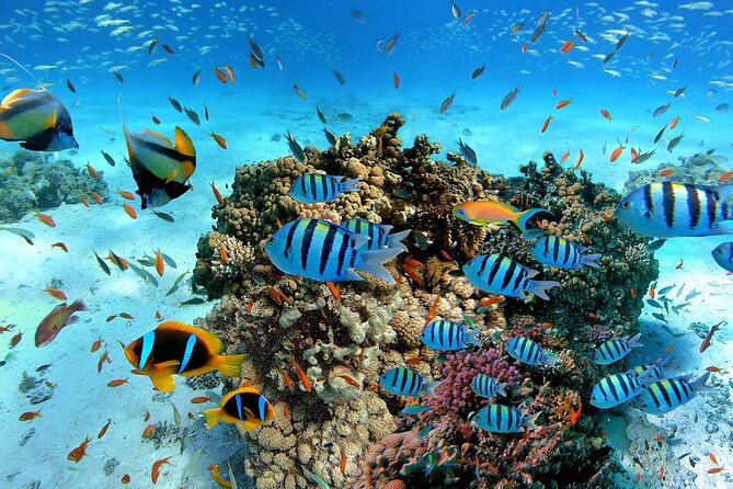 Snorkeling in Trincomalee - Coral, rock pools, and the small details below