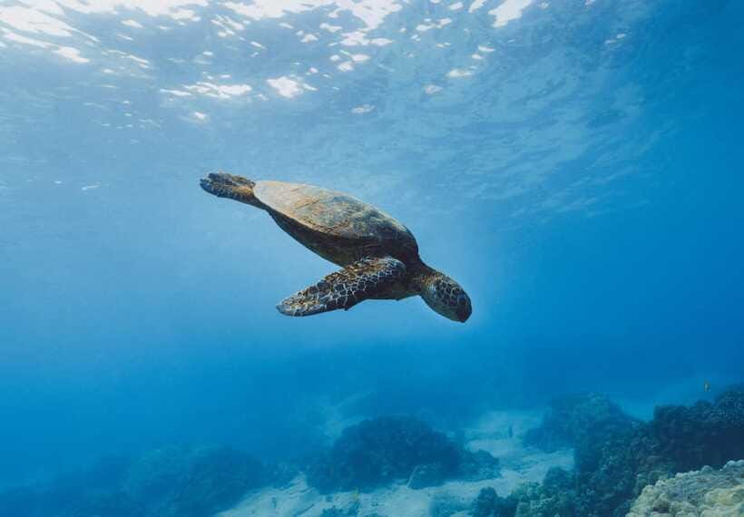Snorkeling in Unawatuna - How the three-stop format shapes the two hours